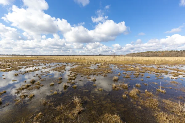 Spring on bog — Stock Photo, Image