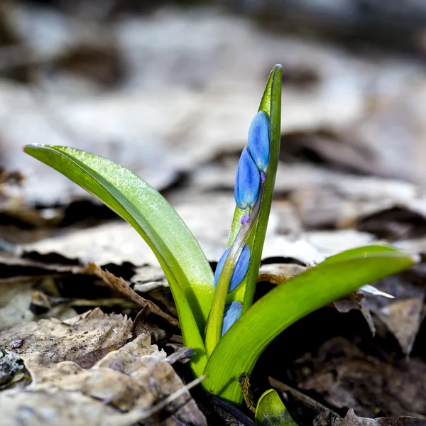 씰 라 Bifolia 꽃 — 스톡 사진