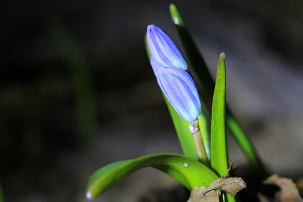 Fiori primaverili — Foto Stock