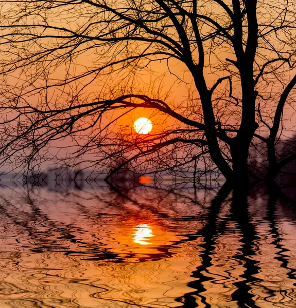 日没の太陽と木 — ストック写真