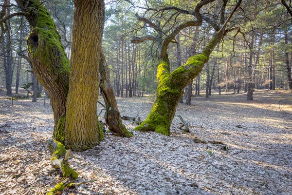 Old oak tree — Stock Photo, Image