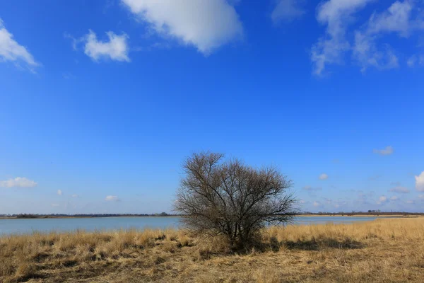 Alone tree — Stock Photo, Image