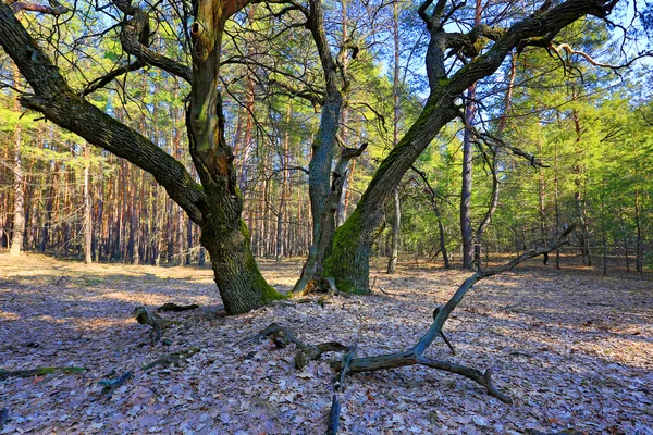 Ormanda meşe ağacı — Stok fotoğraf