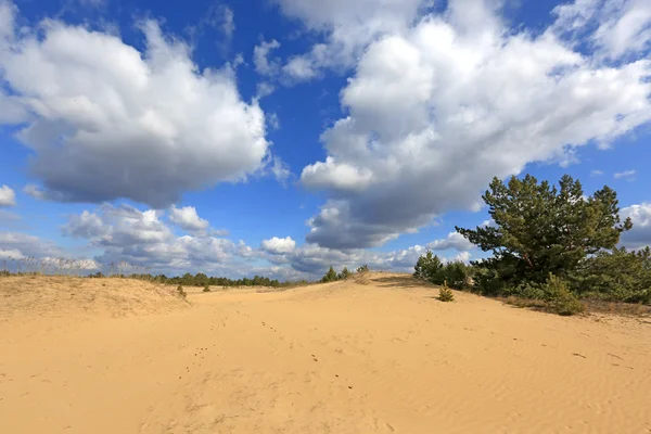 Landschap op zand met kleine pine — Stockfoto