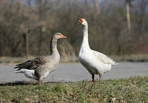 Pair of gooses — Stock Photo, Image