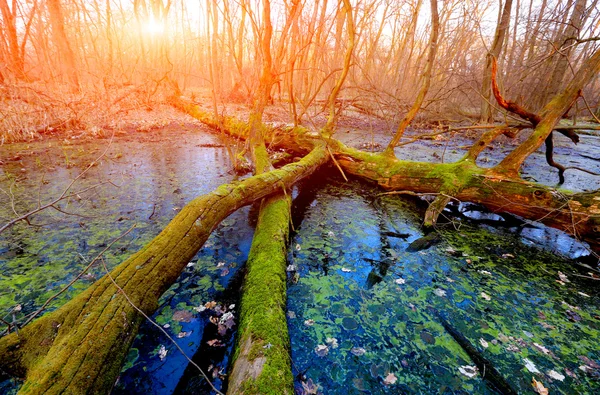 Oude boom op moeras — Stockfoto