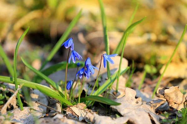 Scilla bifolia flowers in forest — Stock Photo, Image