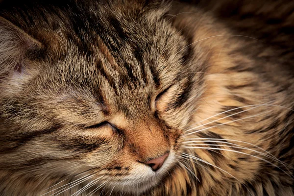 Gezicht van slapende kat — Stockfoto