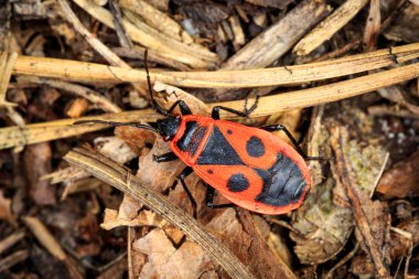 Pyrrhocoris apterus