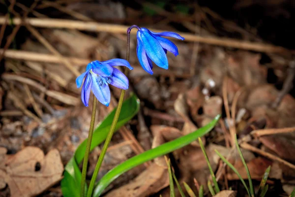 Bei fiori primaverili nella foresta — Foto Stock