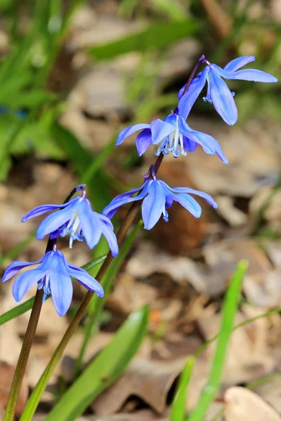 Flores de primavera agradável na floresta — Fotografia de Stock