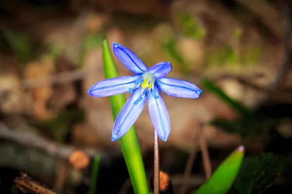 Selvaggio Scilla bifolia fiore — Foto Stock