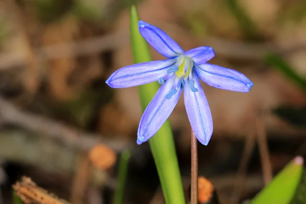 Első tavaszi virág — Stock Fotó