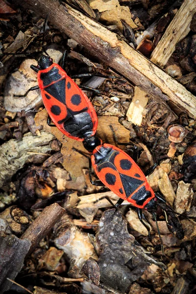 Pirrocoris apterus — Fotografia de Stock