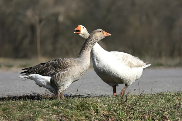 Gooses on rural fam — Stock Photo, Image