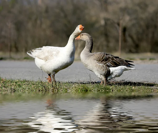 Gooses on pasture — Stock Photo, Image