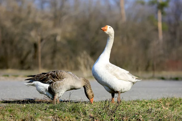 Gooses på landsbygden gård — Stockfoto