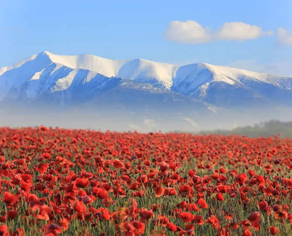 ポピーの花、山 — ストック写真