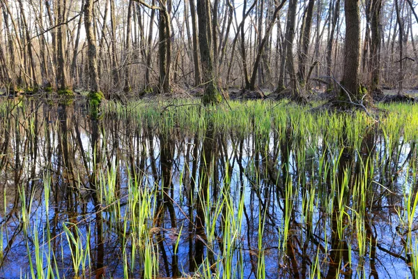 Moeras in bos — Stockfoto