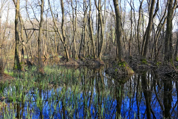 Lužního lesa — Stock fotografie