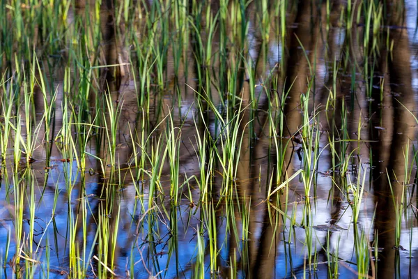 Pousses vertes dans l'eau — Photo