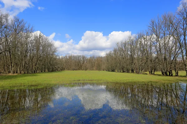 Flooded green meadow — Stock Photo, Image