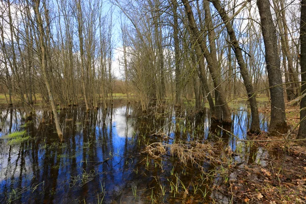 Flooded trees in spring fores — Stock Photo, Image