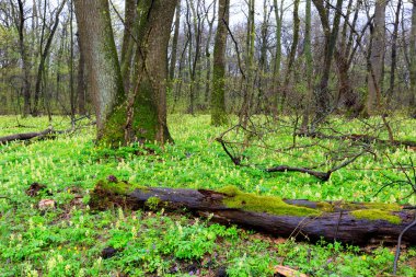 ormandaki yabani çiçek çayır