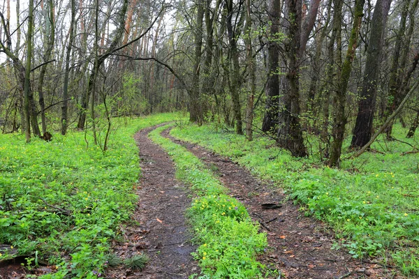 Koleiny drogi w lesie, wiosna — Zdjęcie stockowe