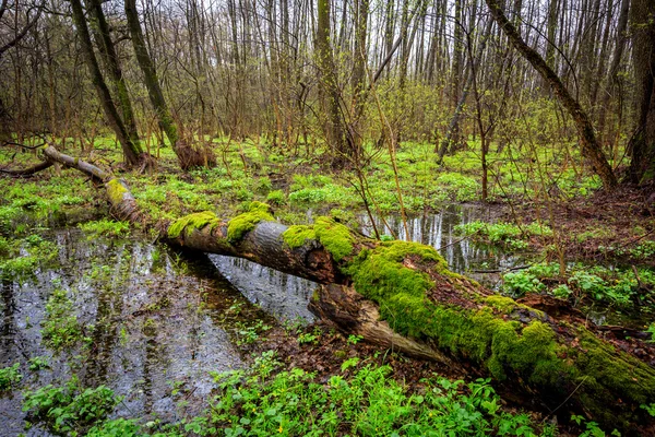 Puré en bosque profundo — Foto de Stock