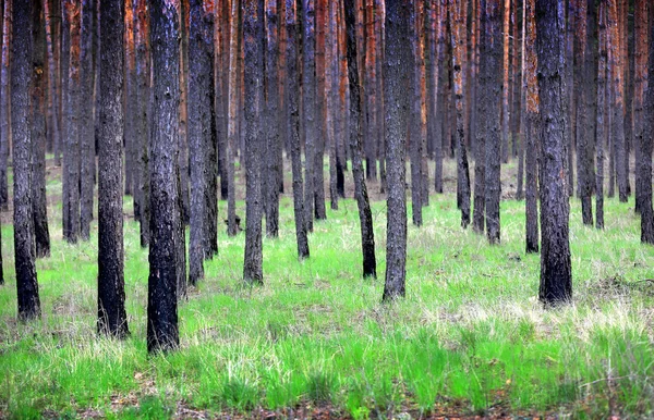 Tallskogen — Stockfoto