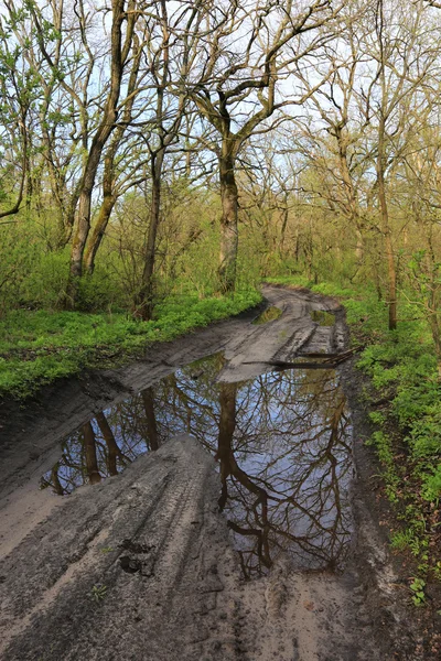 森の湧き水で汚れた道路 — ストック写真