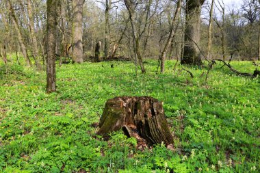 Ormandaki eski tahta kütük