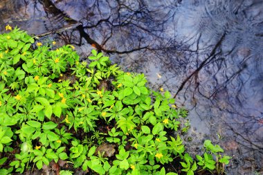 Yeşil çiçekler yaprak suya yakın