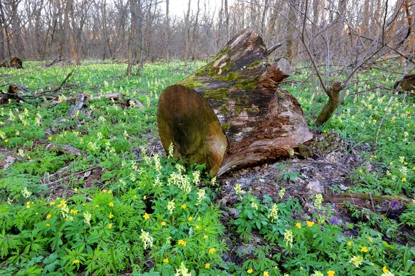 Velho toco de madeira — Fotografia de Stock