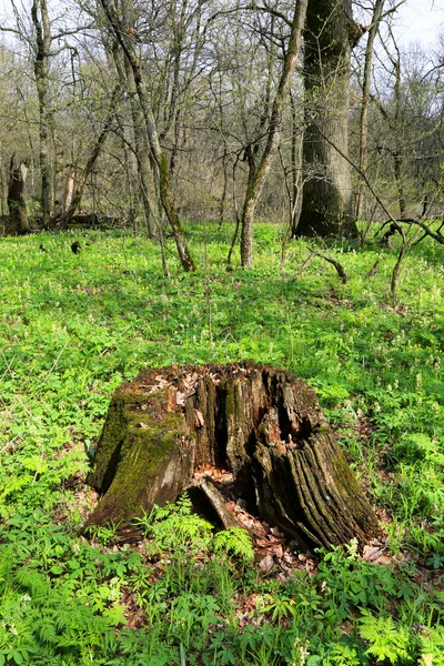Ormandaki eski çürümüş ahşap güdük — Stok fotoğraf
