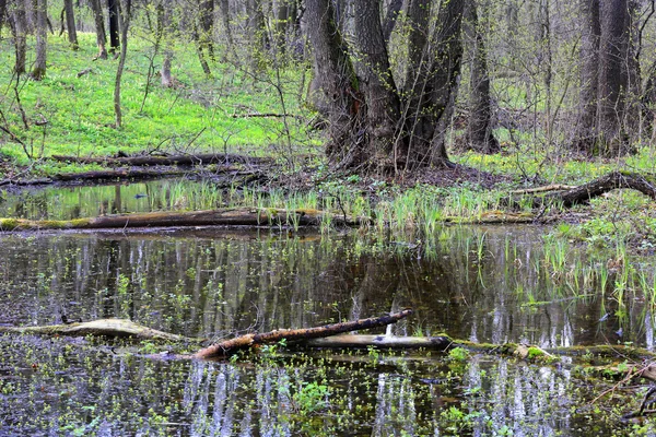 Pureer in diepe bossen — Stockfoto