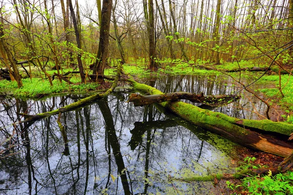 Old tree on bog in deep forest — Stock Photo, Image