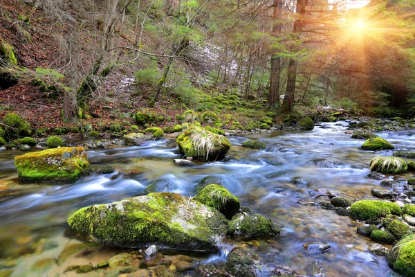 Berg rivier in bos — Stockfoto