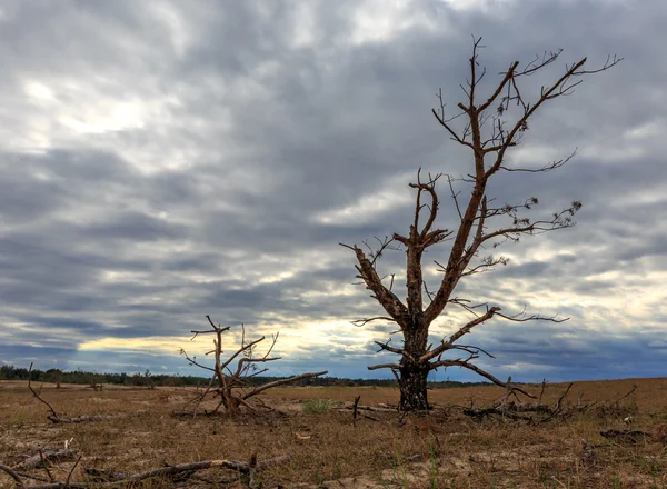 Dead tree on meadow — Stock Photo, Image