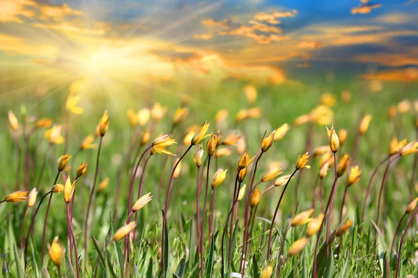 Dziki kwiat łąka — Zdjęcie stockowe