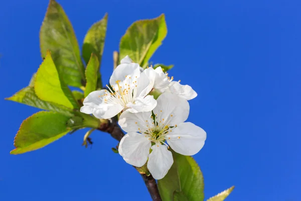 Spring cherry twig — Stock Photo, Image