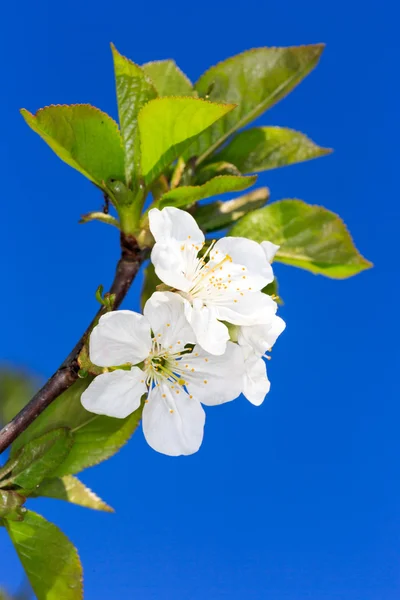 Bluming szép cseresznye brunch — Stock Fotó
