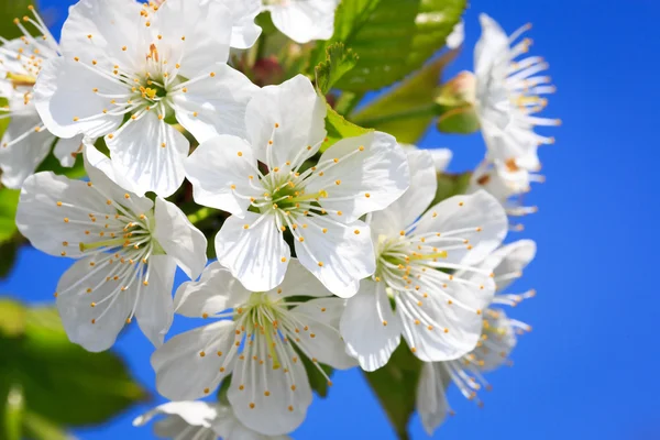 Szép, virágzó cseresznyefa — Stock Fotó