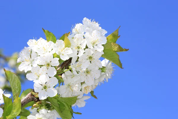 Jarní větvička — Stock fotografie