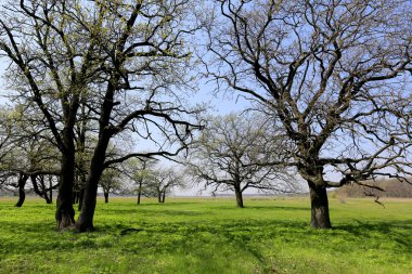 yeşil çayır üzerinde yapraksız ağaçlar