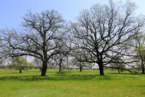 Querce su prato verde — Foto Stock