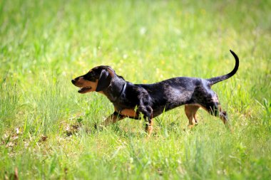 Dachshund Köpek çim