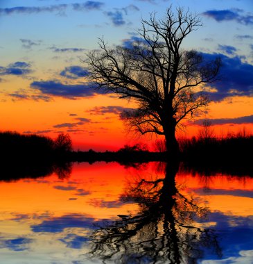 Alacakaranlıkta yalnız ağaçta