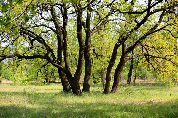 Quercia — Foto Stock